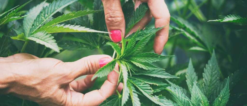 La Corte convocó a una audiencia pública sobre el cannabis medicinal