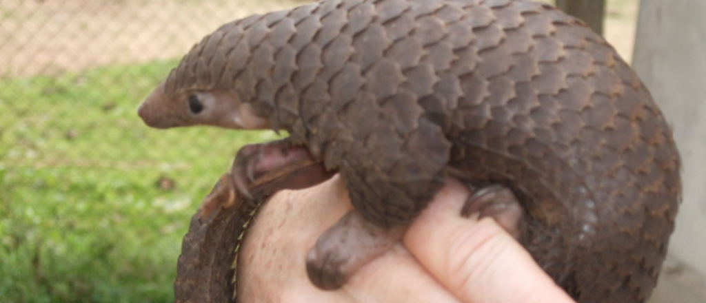 Nuevo posible animal transmisor del coronavirus: el pangol&iacute;n