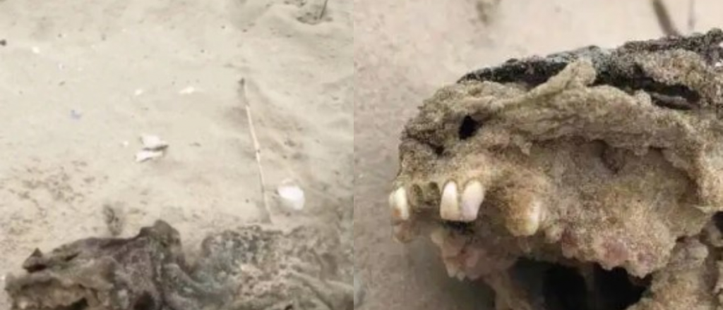 Misterio por un extraño esqueleto encontrado en una playa