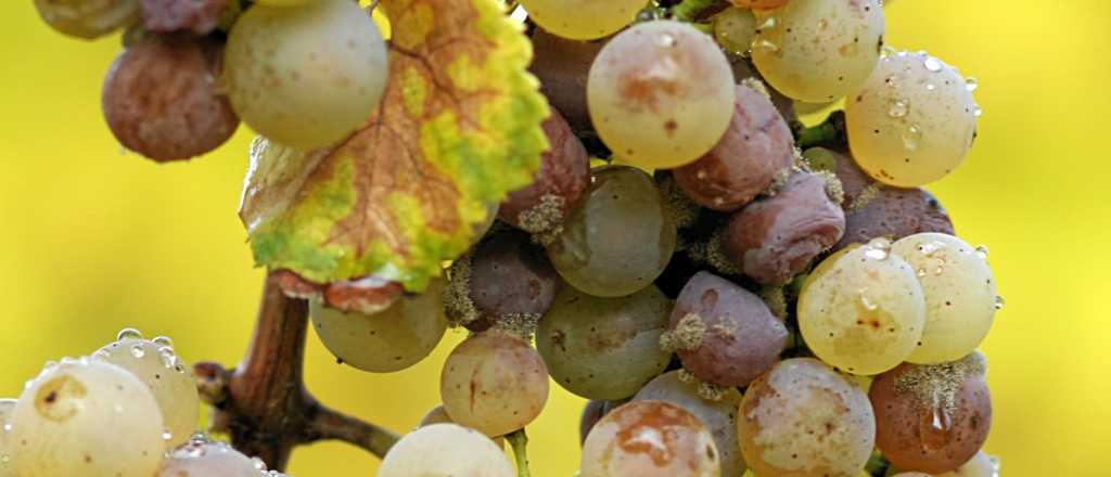La uva vale cada vez menos y se avecina otro año de rentabilidad negativa