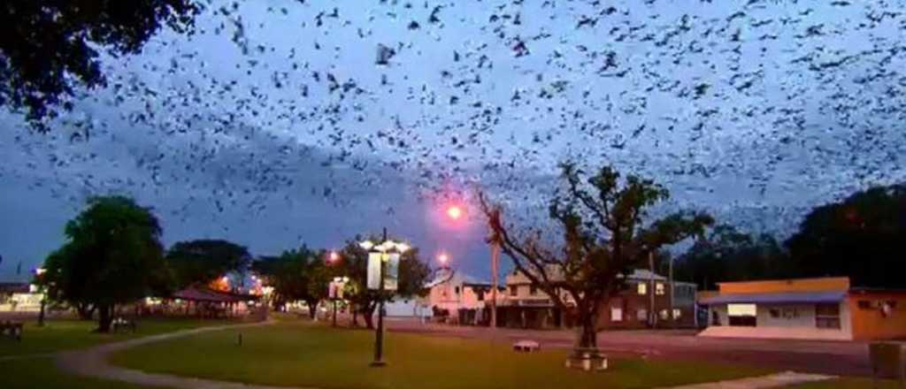 Un tornado de murciélagos azotó a un pueblo de Australia y lo dejó aislado