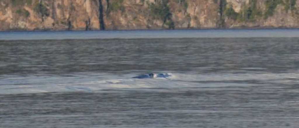 Una periodista fotografió al Nahuelito y es la segunda aparición del verano
