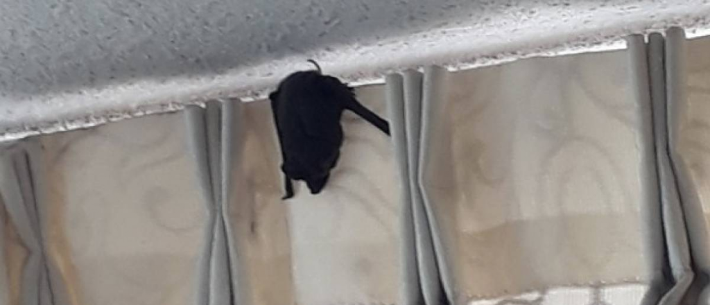 Vecinos de Santiago de Chile alertan por murciélagos en sus casas