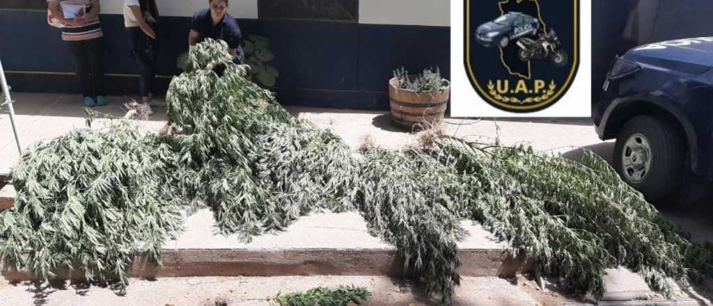 Ten&iacute;an un "jard&iacute;n" de marihuana en la puerta de la casa y los detuvieron 