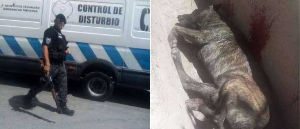 Investigan si un policía mató a un perro durante un operativo en Palmira