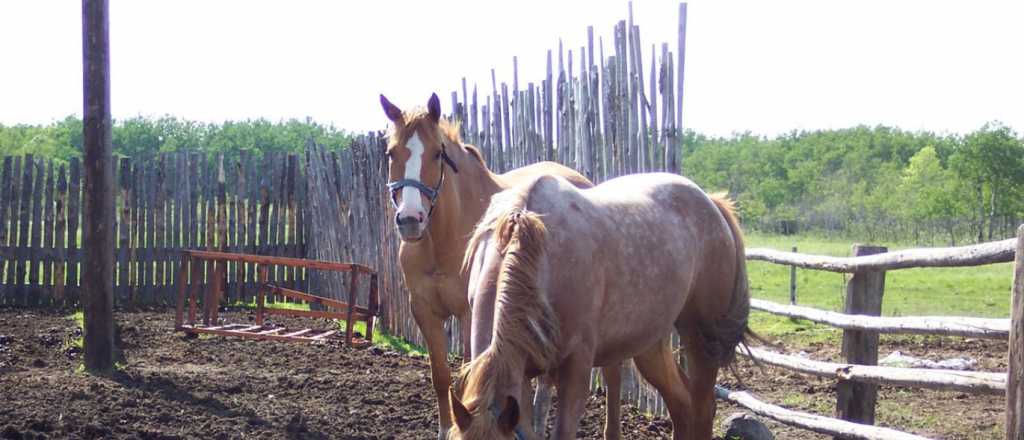Aumenta el robo de caballos en Mendoza