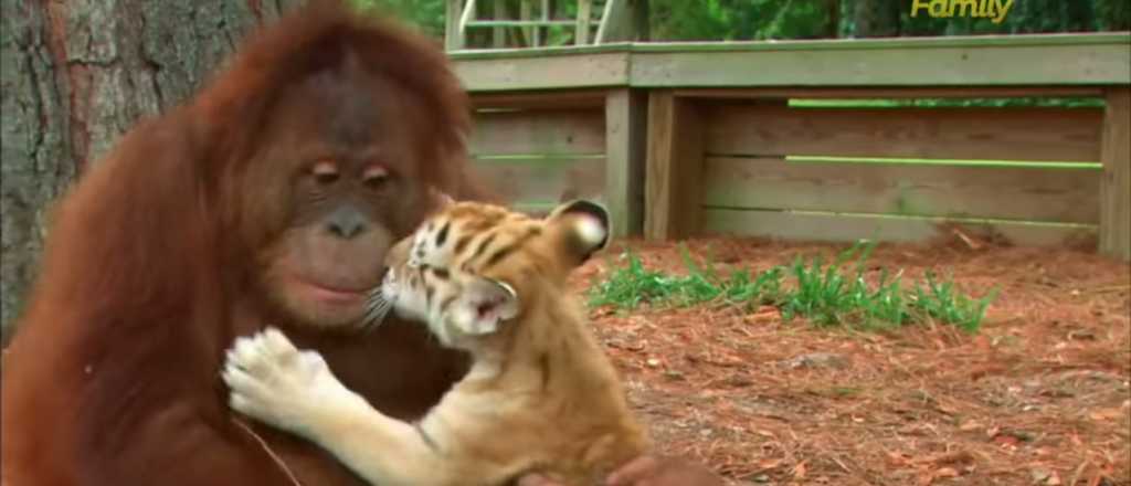 Video: Un orangután cuida a tres cachorros de tigre en un zoológico
