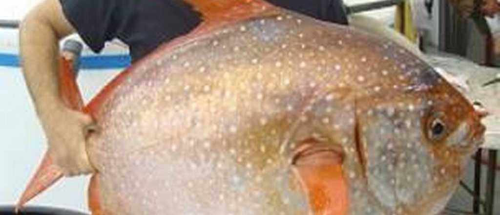 Cient&iacute;ficos descubren el primer pez "de sangre caliente"