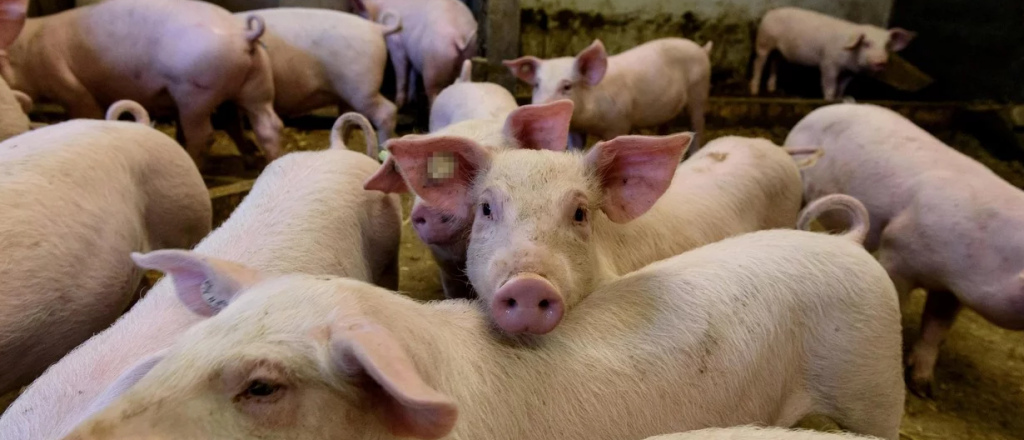 Senasa declara el alerta sanitaria por amenaza de la Peste Porcina Africana