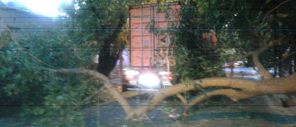 Un camión arrancó y arrastró un gran árbol en Guaymallén