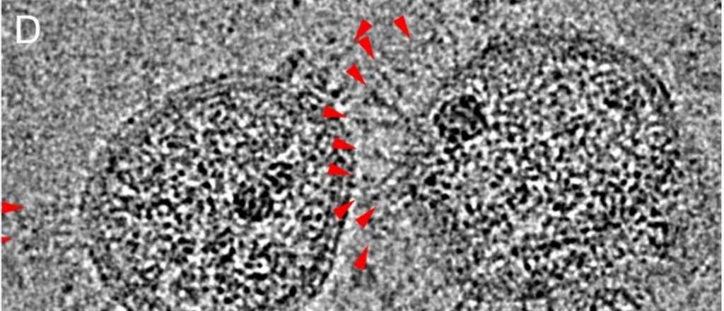 El coronavirus podr&iacute;a mutar con los cambios del ambiente