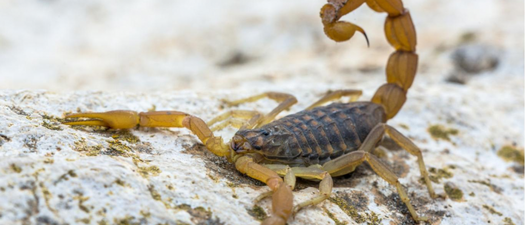 Qu&eacute; hacer si te pica un alacr&aacute;n