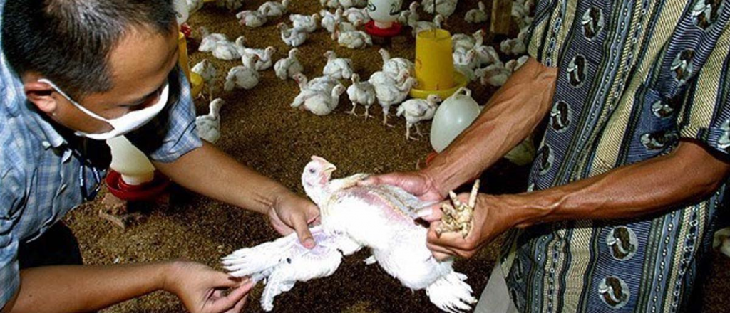 Filipinas reporta la aparición de la influenza aviar H5N6