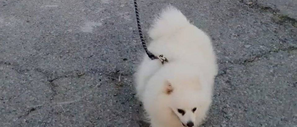 Un hombre pase&oacute; a su perro con un drone por la cuarentena