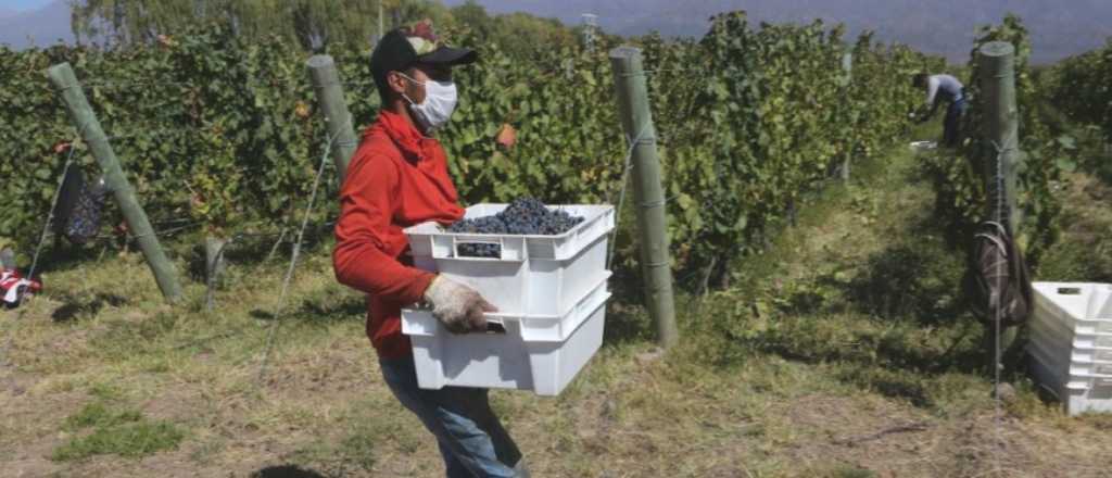 El 26% de la cosecha no será para vino de venta interna