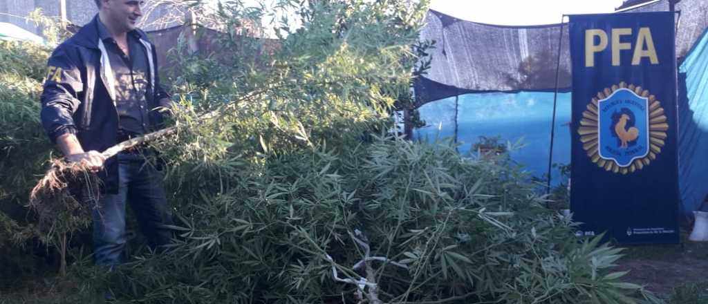 Descubrieron un vivero de marihuana en Guaymallén gracias al aislamiento