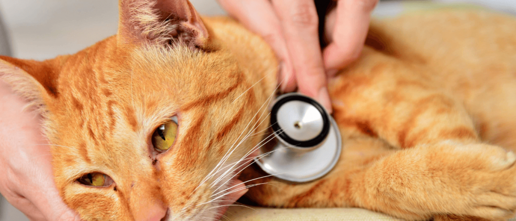 Los gatos se contagian de coronavirus más fácil que los demás animales