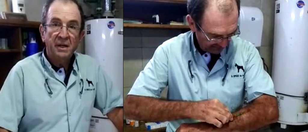 El tutorial del veterinario que aconseja antibiótico para perros contra el virus