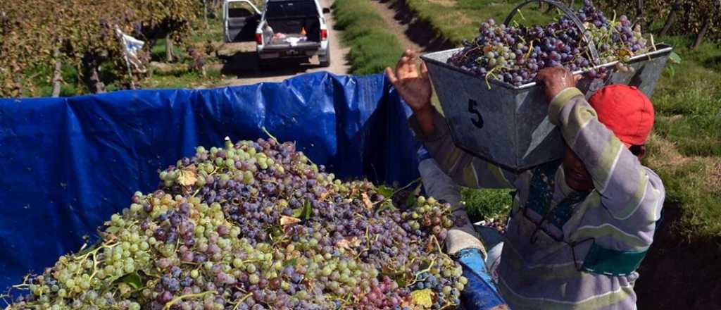 La cosecha de uvas tuvo una merma de casi 20% en la vendimia 2020