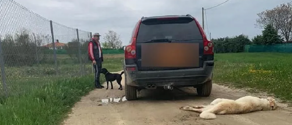 Video: rompió la cuarentena y arrastró el cadáver de su perro en la camioneta
