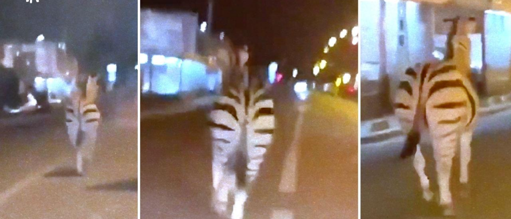 Una cebra y dos caballos salieron a pasear por las calles de Par&iacute;s