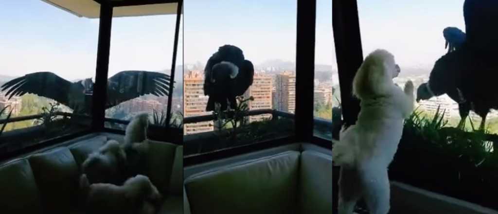 Video: cóndores en el balcón de un edificio intentan cazar perros