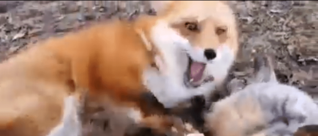 Video: le hizo cosquillas a los zorros y los animales estallaron a carcajadas
