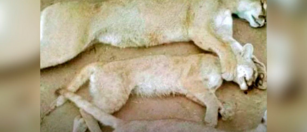 Rompió la cuarentena para ir a cazar, mató un puma y dos cachorros