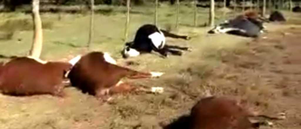 Video: un rayó mató a 21 vaquillonas en La Pampa