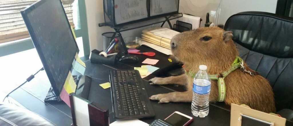 &iquest;Por qu&eacute; el Carpincho se convirti&oacute; en el animal insignia de la cuarentena?