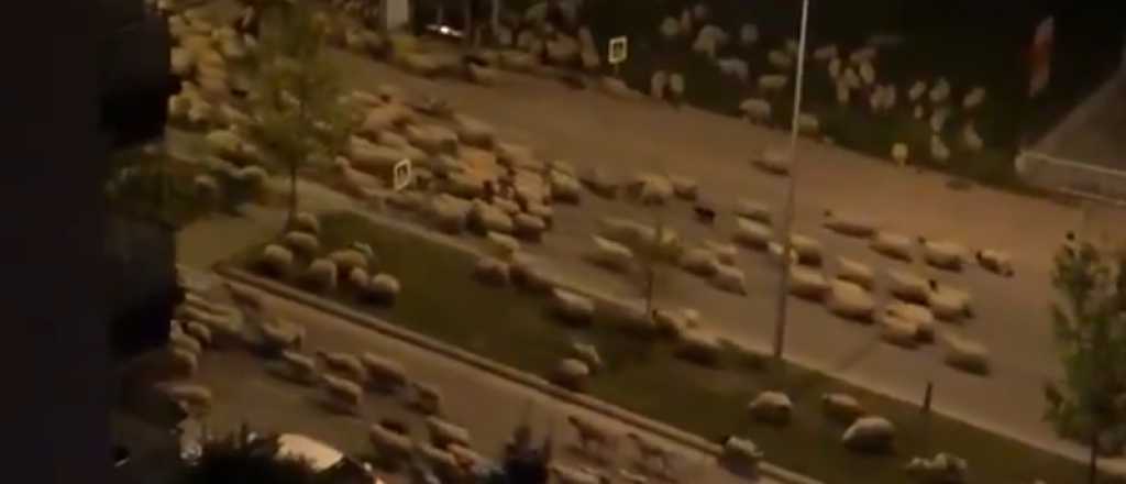 Enorme rebaño de ovejas en las calles despobladas de Turquía por la cuarentena