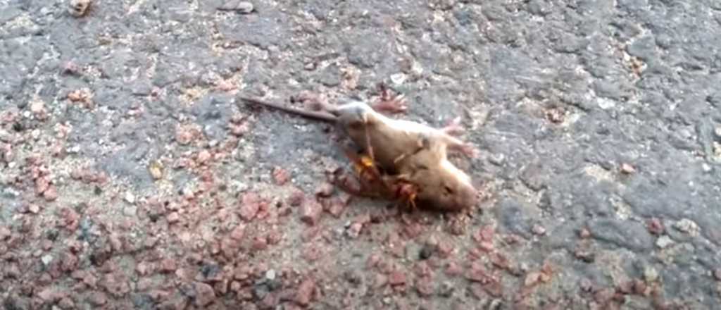 Video: un avispón asiático gigante mata en segundos a un ratón