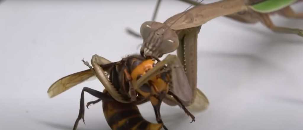 Video: "la venganza" de una mantis contra un avispón asesino