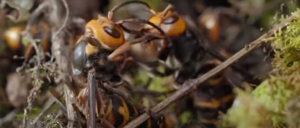 El video de dos colonias de avispas asesinas matándose entre sí