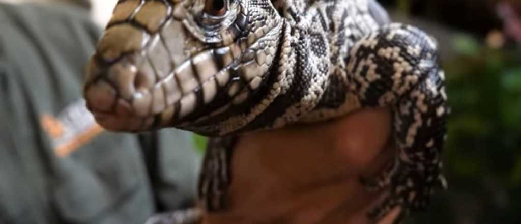 Preocupaci&oacute;n en EEUU por la invasi&oacute;n de un lagarto argentino "que se come todo"