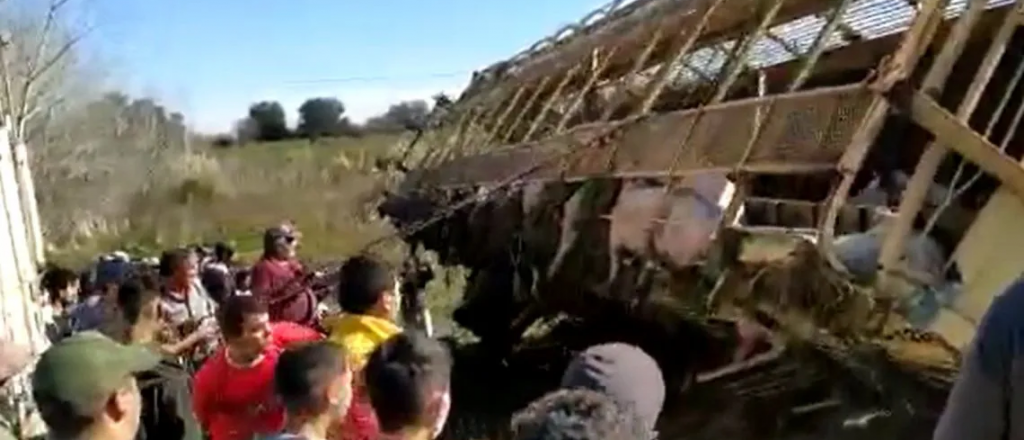 Un camión con cerdos volcó y decenas de personas los faenaron en la ruta