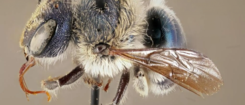 Una extraña variedad de abejas azules reapareció en Estados Unidos
