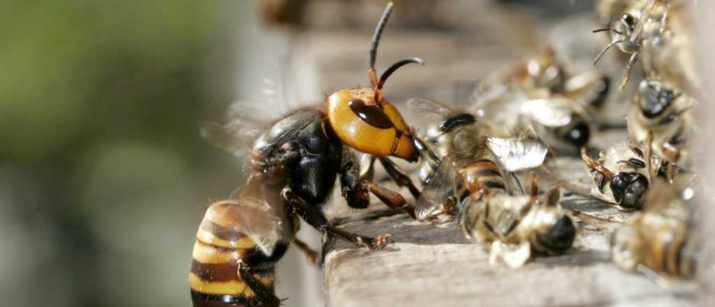 Video: así 30 avispones asesinos masacraron una colonia de abejas