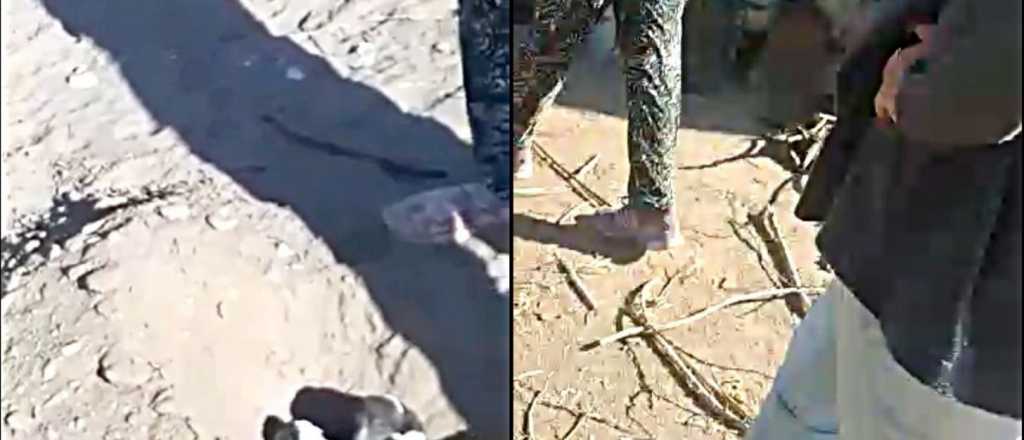Video: quisieron enterrar perros vivos en San Rafael