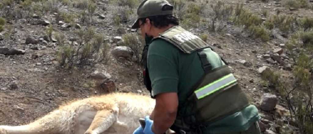 Funcionario de Ambiente de San Juan fue detenido por cazar en una reserva