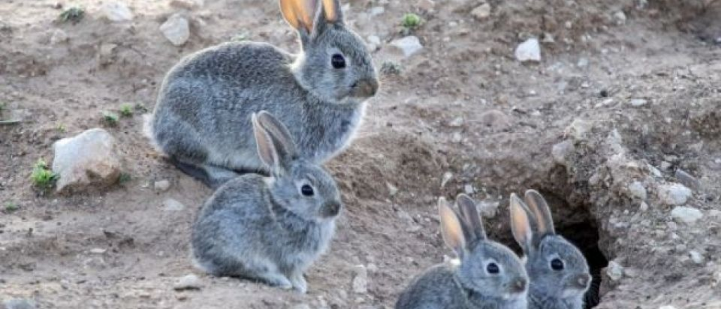 Malestar en Usuahia porque quieren eliminar conejos con gas