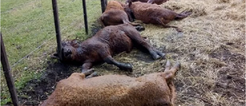 Video: terrible momento en que un rayo mata a 13 terneros