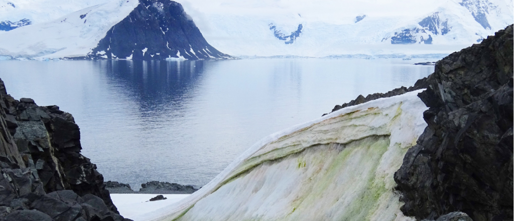 El cambio climático está volviendo verde la nieve de la Antártida