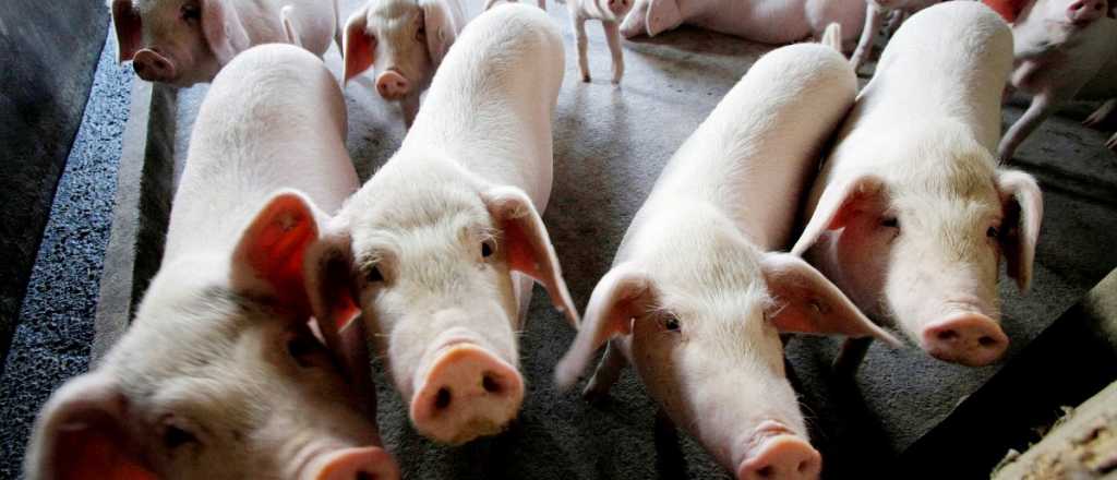 Robaron lechones en una finca de San Rafael