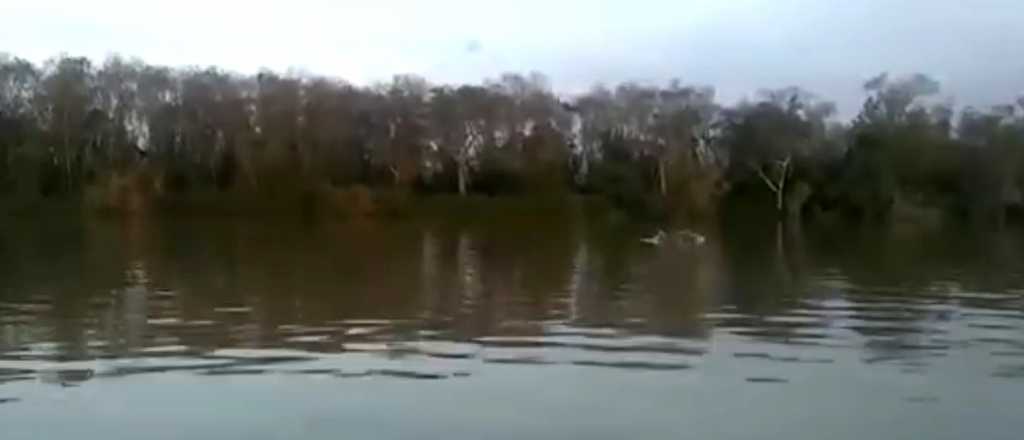 Video: un delfín apareció nadando en el río Paraná 