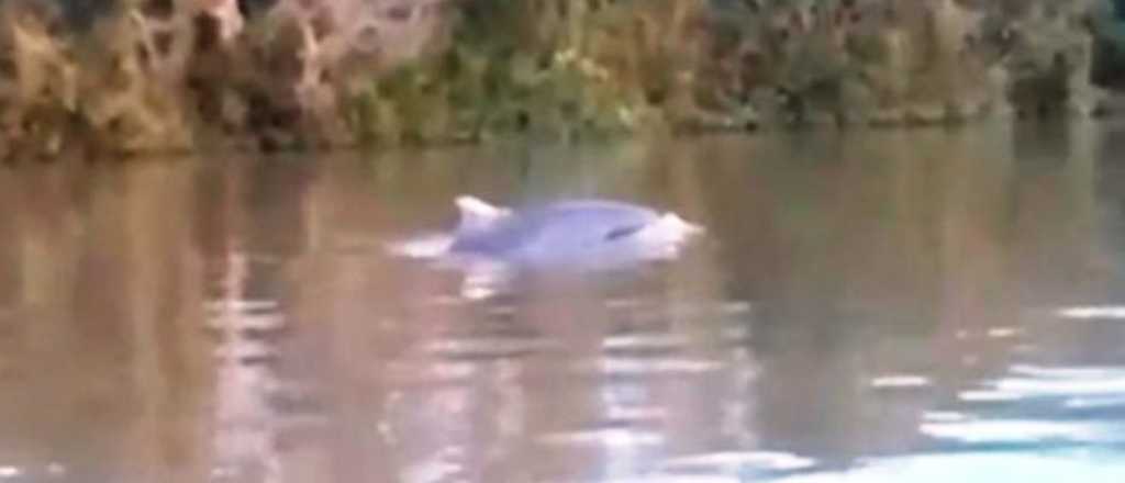 Video: un delfín apareció nadando en el río Paraná 