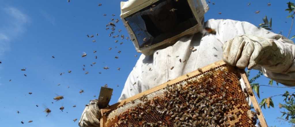 Por qué controlarán la salud de las abejas de Malargüe
