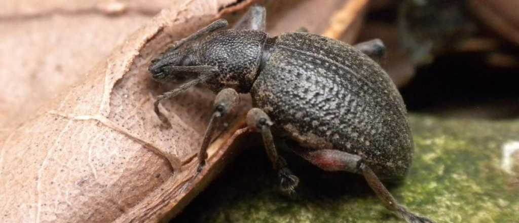 Gorgojos, otro tratamiento �trucho� contra el c&aacute;ncer