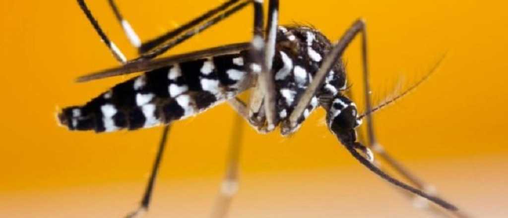 Reapareció un peligroso mosquito que transmite hasta 22 virus