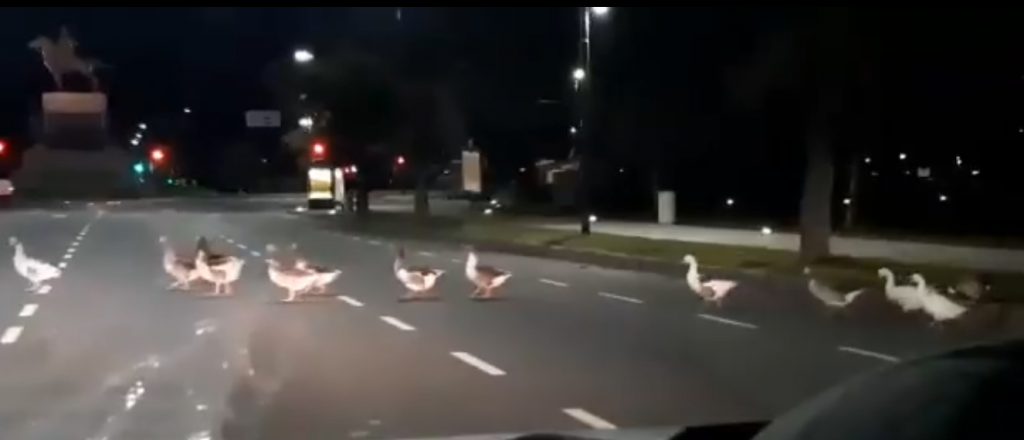 Video: así cruzó la calle una familia de gansos en el Planetario de Palermo